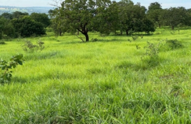 Fazenda para venda em Presidente Olegário